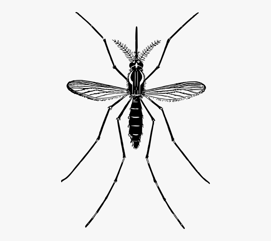 Animal, Fly, Insect, Mosquito, Pest - Mosquito Images Clip Art, Transparent Clipart