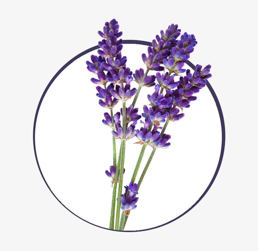 Transparent Lavender Png - Free Lavender Png, Transparent Clipart