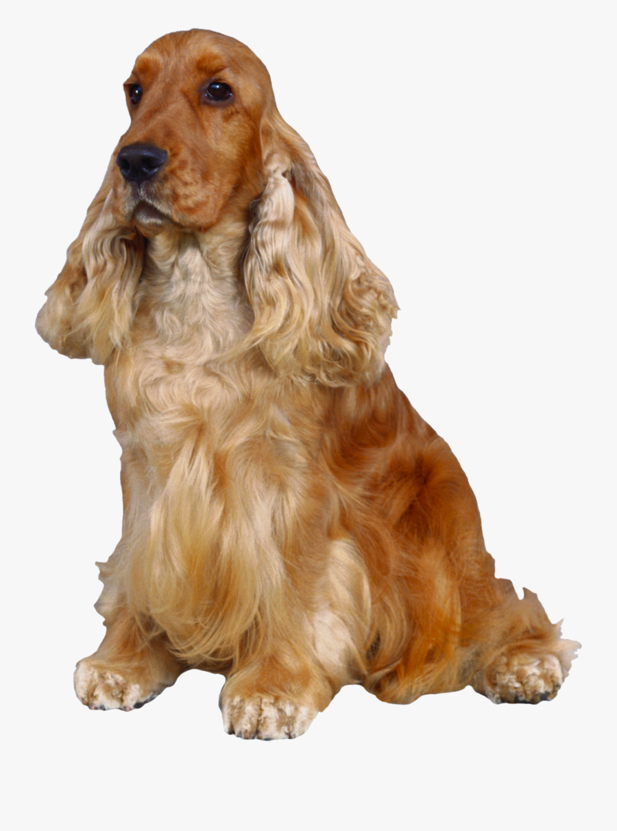 Dog Png - English Cocker Spaniel Png, Transparent Clipart