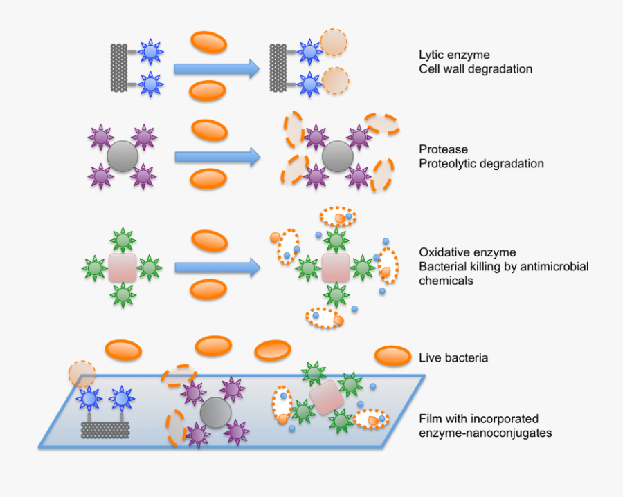 Transparent Enzyme Png, Transparent Clipart