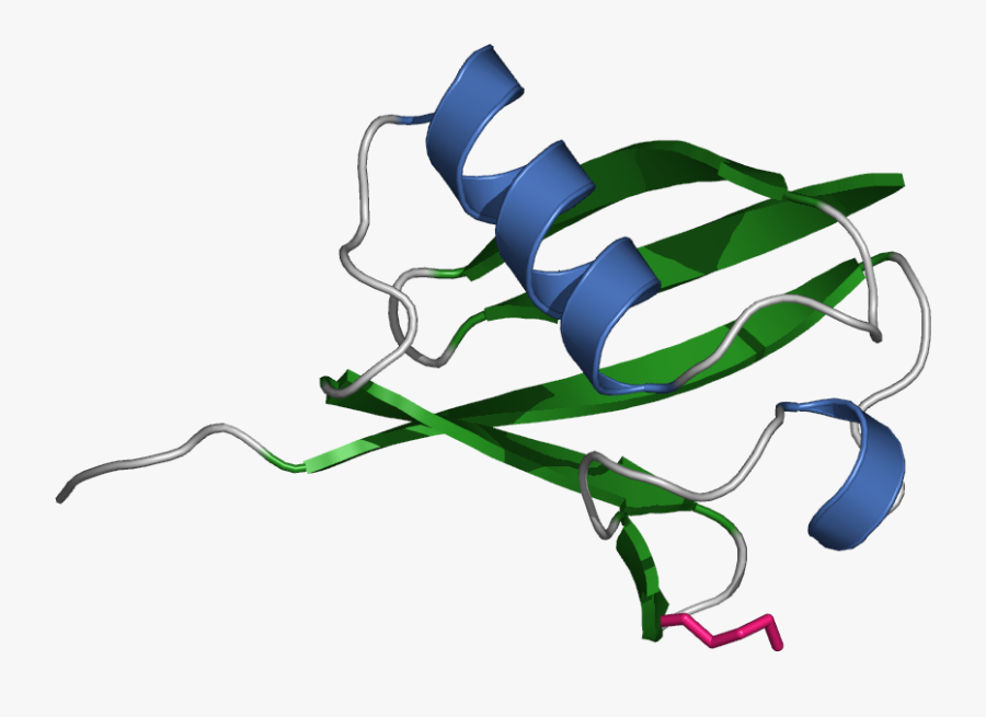 Wikipedia, The Free Encyclopedia - Importance Of 3d Structure Of Proteins, Transparent Clipart