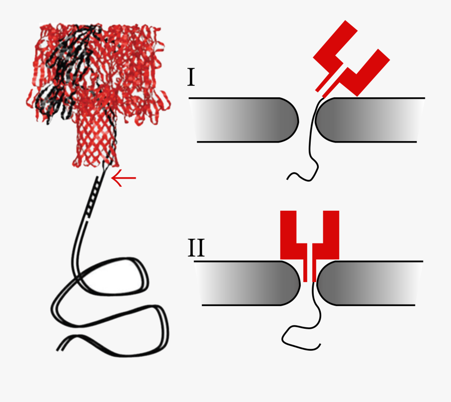 Dna Clipart Genotype - Nanopore Sequencing On Iss, Transparent Clipart