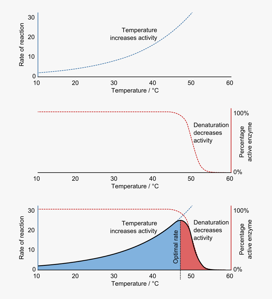 Paperclip Clipart Nitinol - Enzyme Temperature, Transparent Clipart