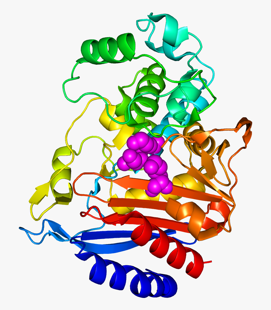 5f1g - Pdb E - Coli - Molecular Surface With Inhibitor, Transparent Clipart