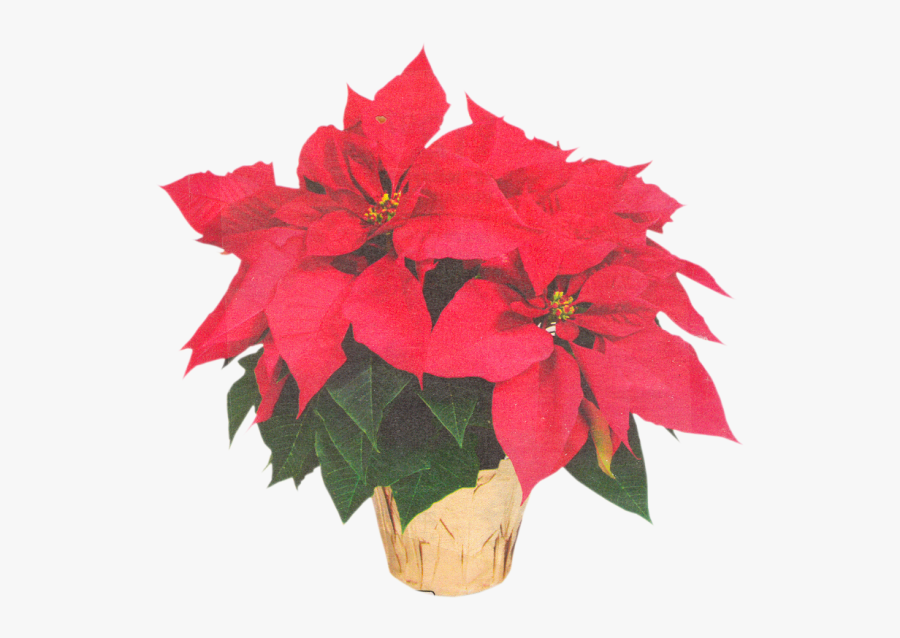 Poinsettia Transparent Flower Crown Clipart , Png Download - Poinsettia, Transparent Clipart