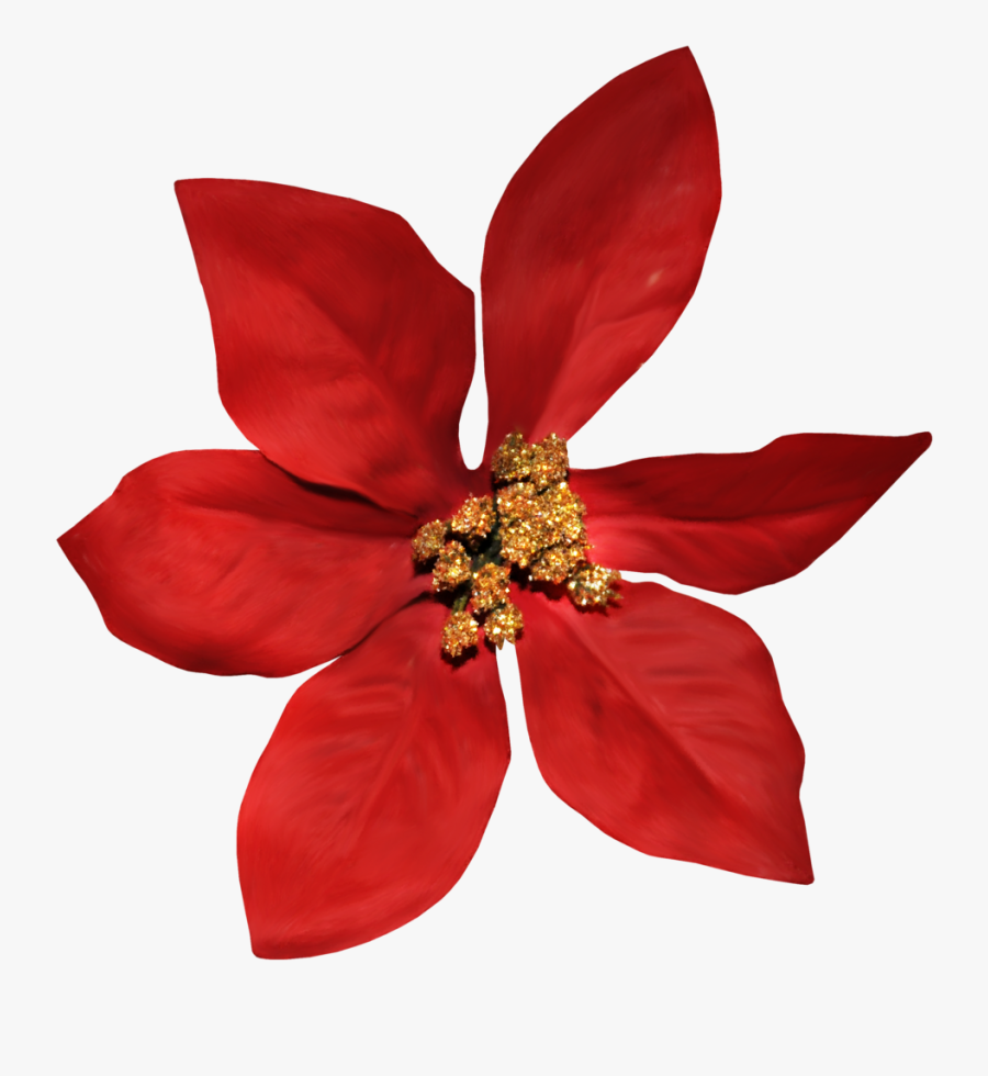 Poinsettia, Transparent Clipart