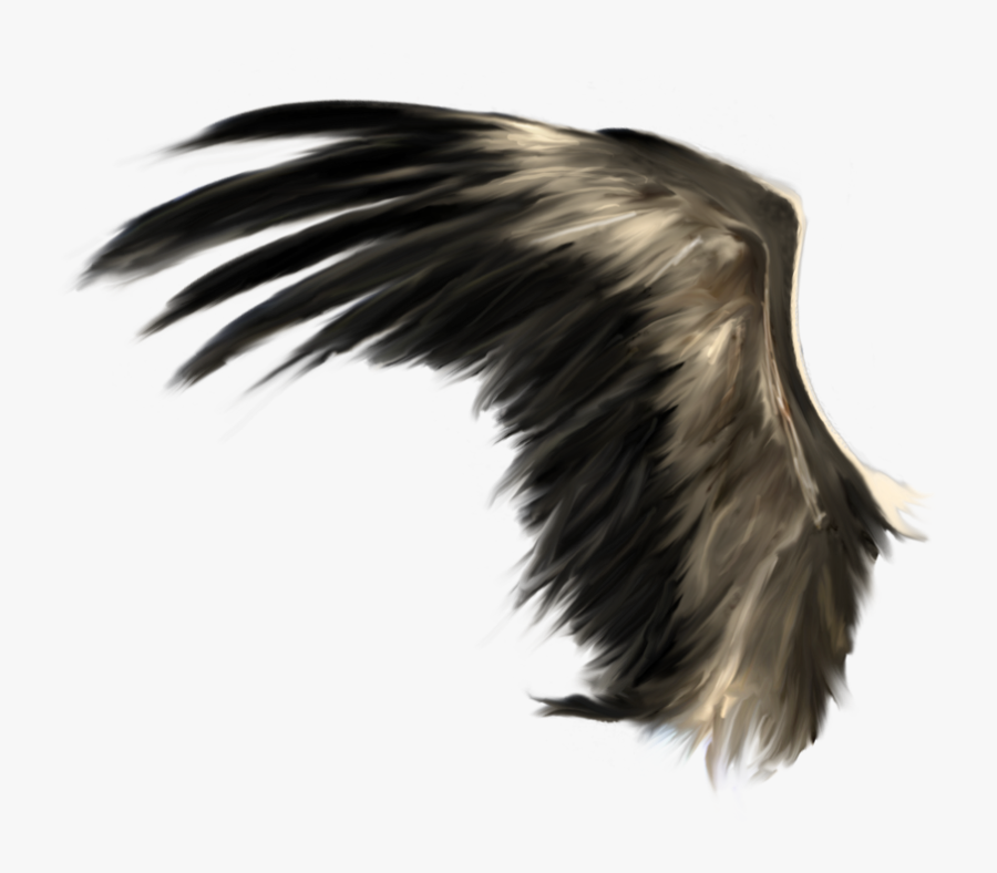 Wings Png - Realistic Black Wings Png, Transparent Clipart
