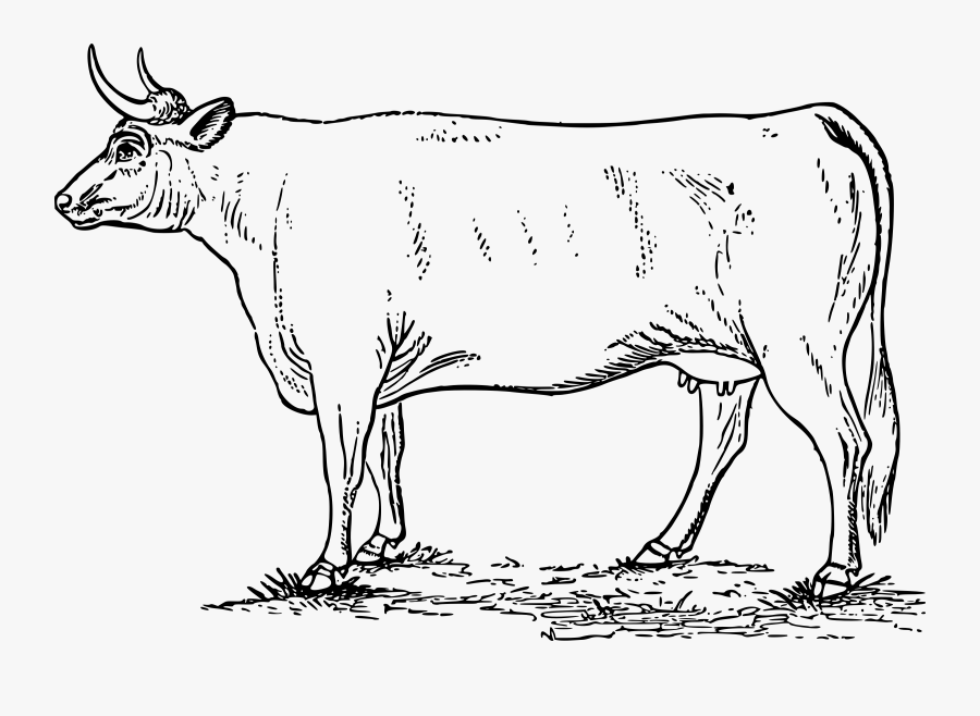 Cow - Sapi Hitam Putih Png, Transparent Clipart