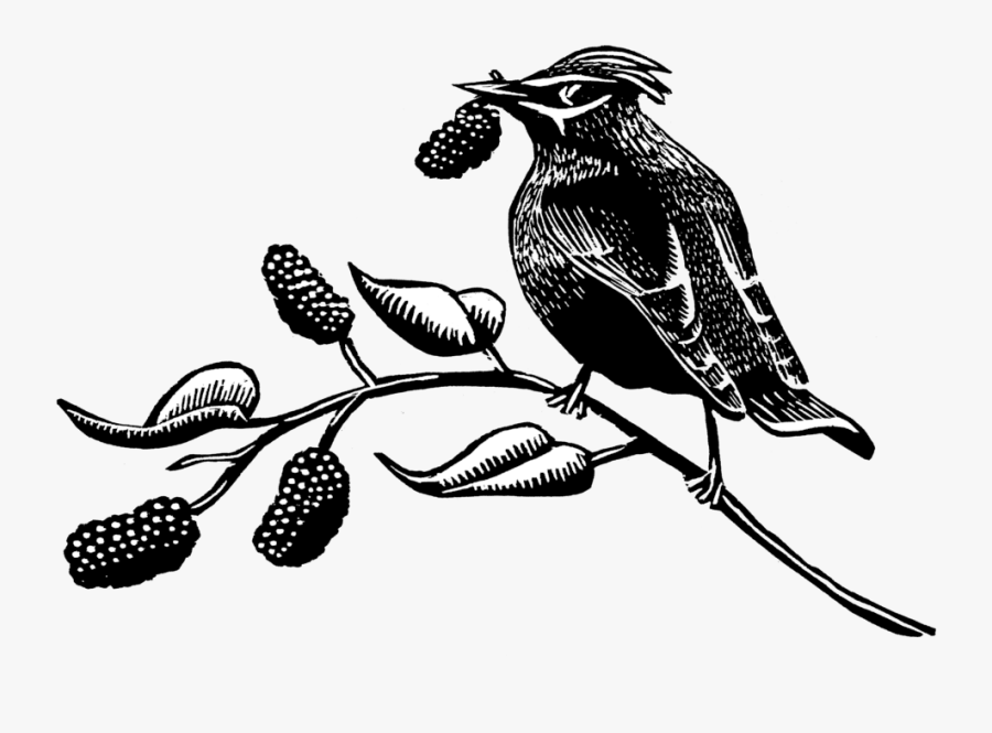 Finch, Transparent Clipart