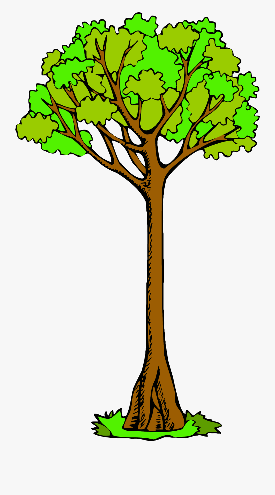 Tree Clipart - Draw A Kauri Tree, Transparent Clipart