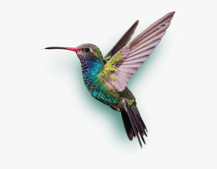 Hummingbird Png, Transparent Clipart