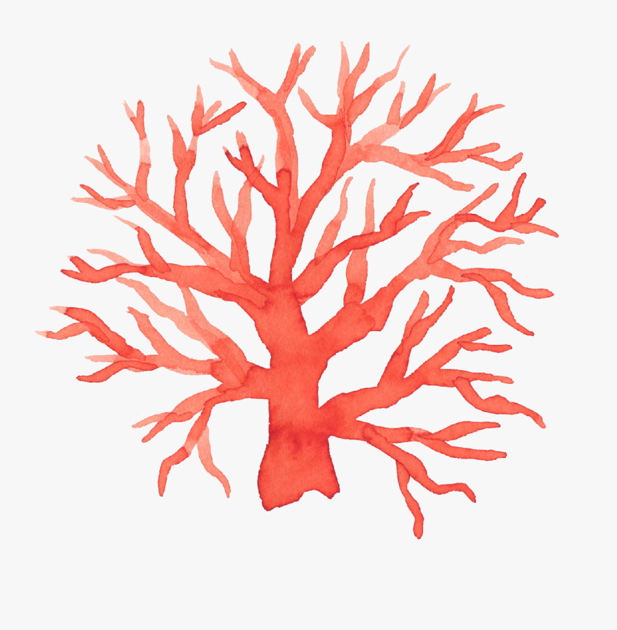 Marine Botany, Transparent Clipart