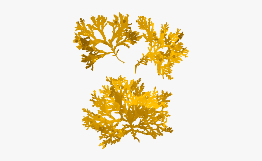 Algas Doradas, Transparent Clipart