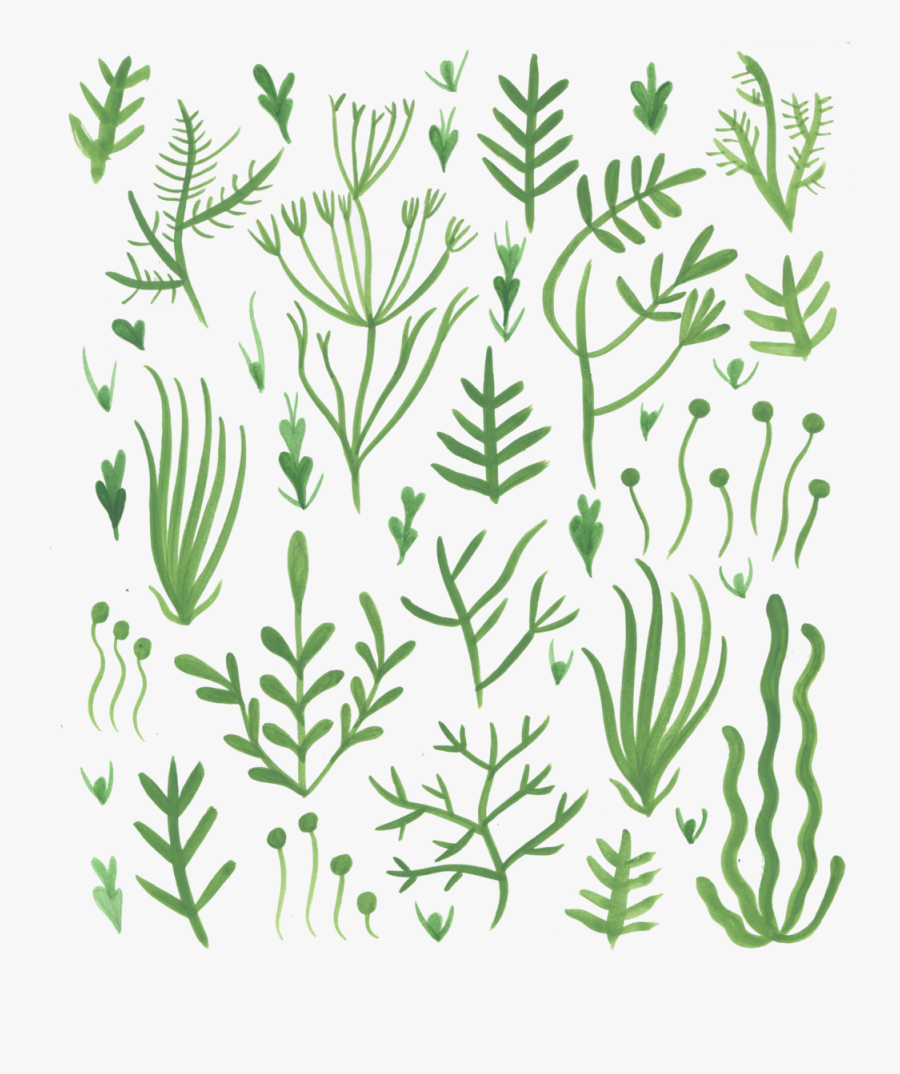 Seaweed, Transparent Clipart