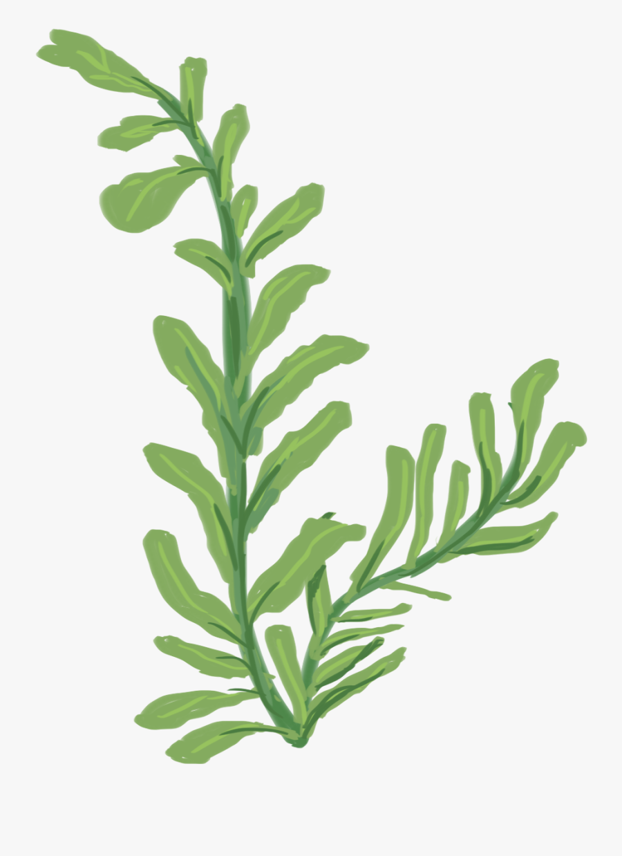 Western Yew, Transparent Clipart