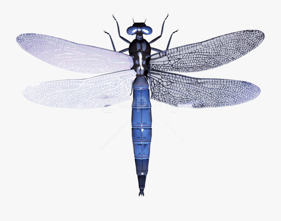 Free Png Download Dragonfly Clipart Png Photo Png Images - Transparent Background Dragonfly Clipart, Transparent Clipart