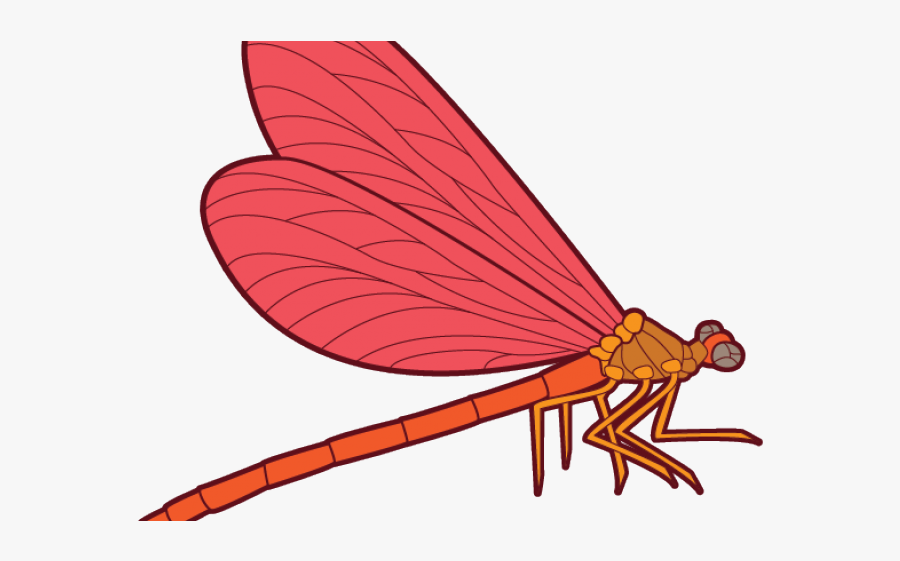 Dragonfly Clipart Outline - Dragonfly, Transparent Clipart
