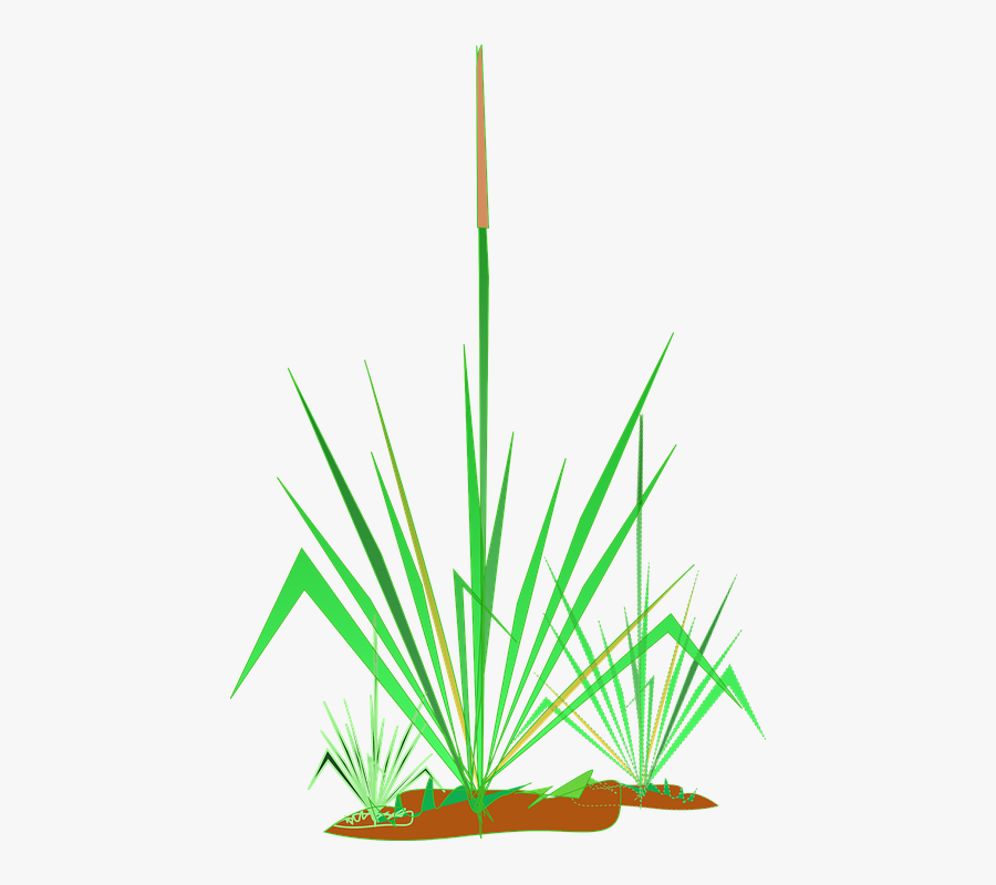 Transparent Pond Clipart - Νουφαρα Clipart, Transparent Clipart