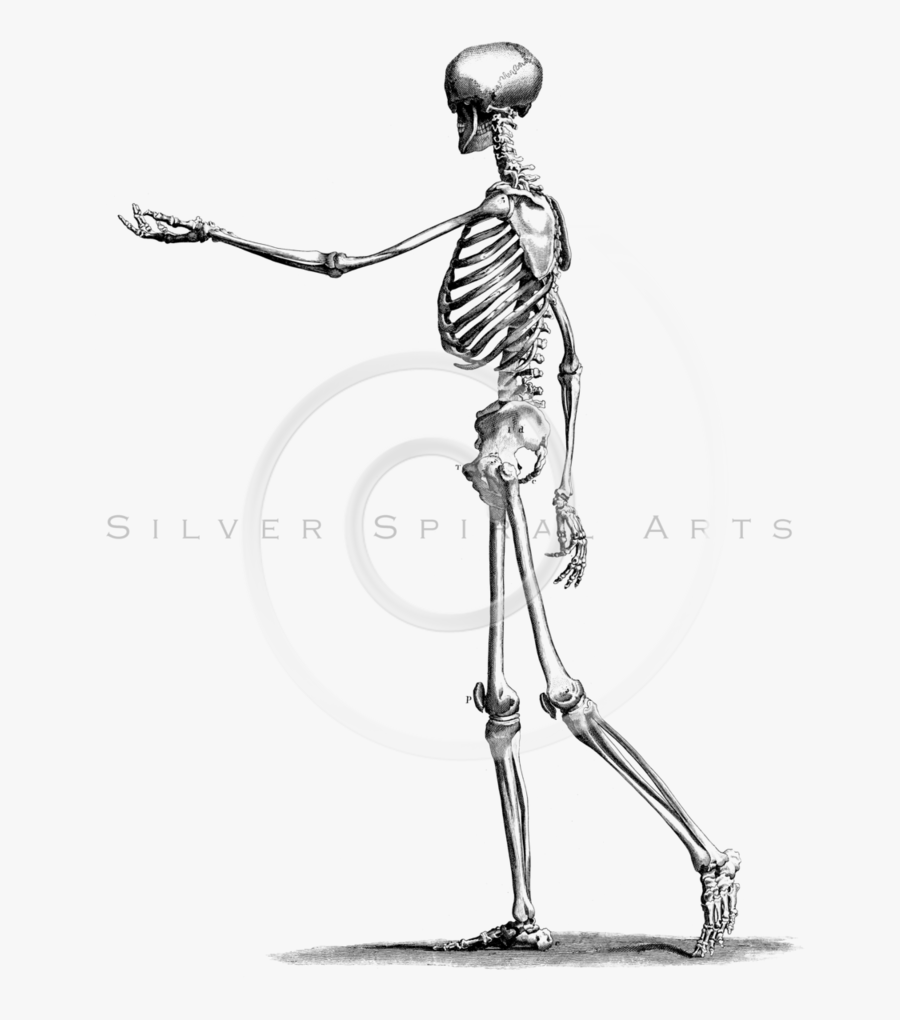 Clip Art Black And White Library Drawing At Getdrawings - Skeleton Drawing From The Side, Transparent Clipart