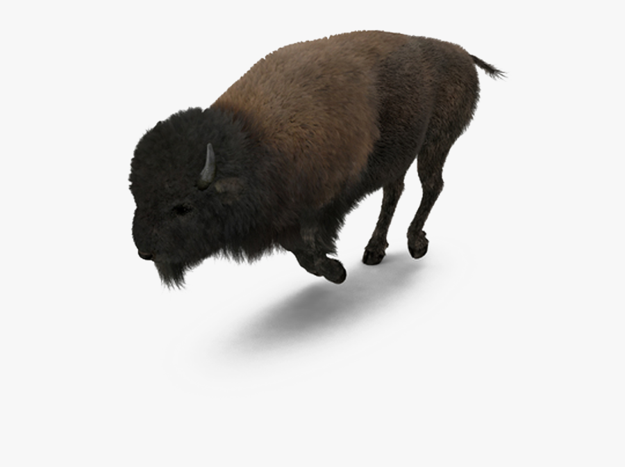 Buffalo American Bison - American Buffalo Png, Transparent Clipart