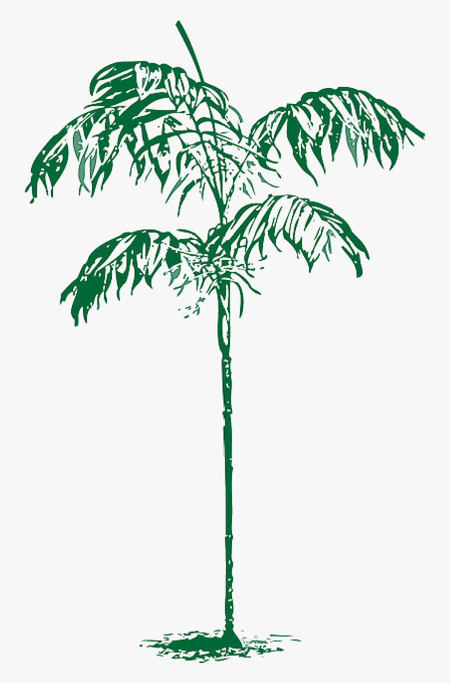 Sketch Palm Tree Png, Transparent Clipart