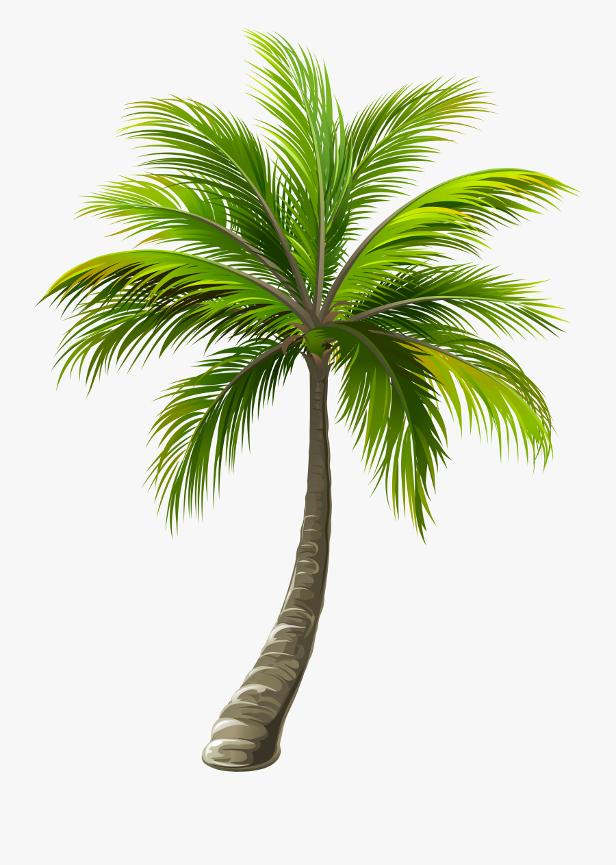 Clip Art Image Gallery - Palm Tree Png Clipart, Transparent Clipart