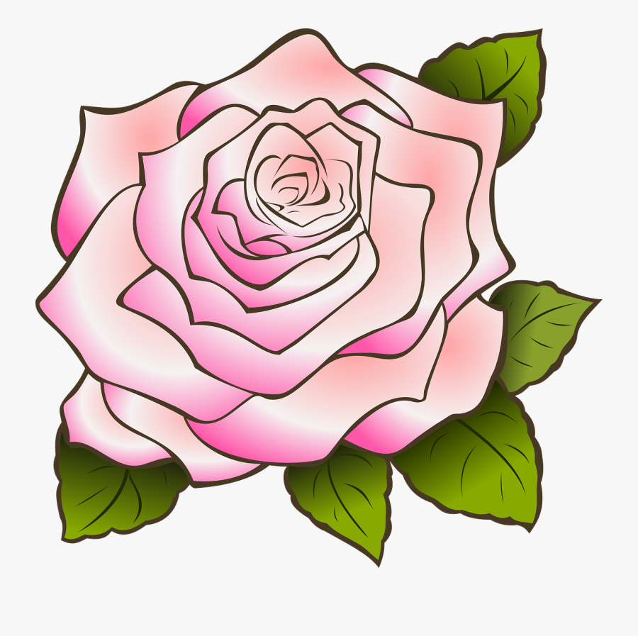 Rose Drawing Vintage Pink Png Image - White Rose Drawing, Transparent Clipart