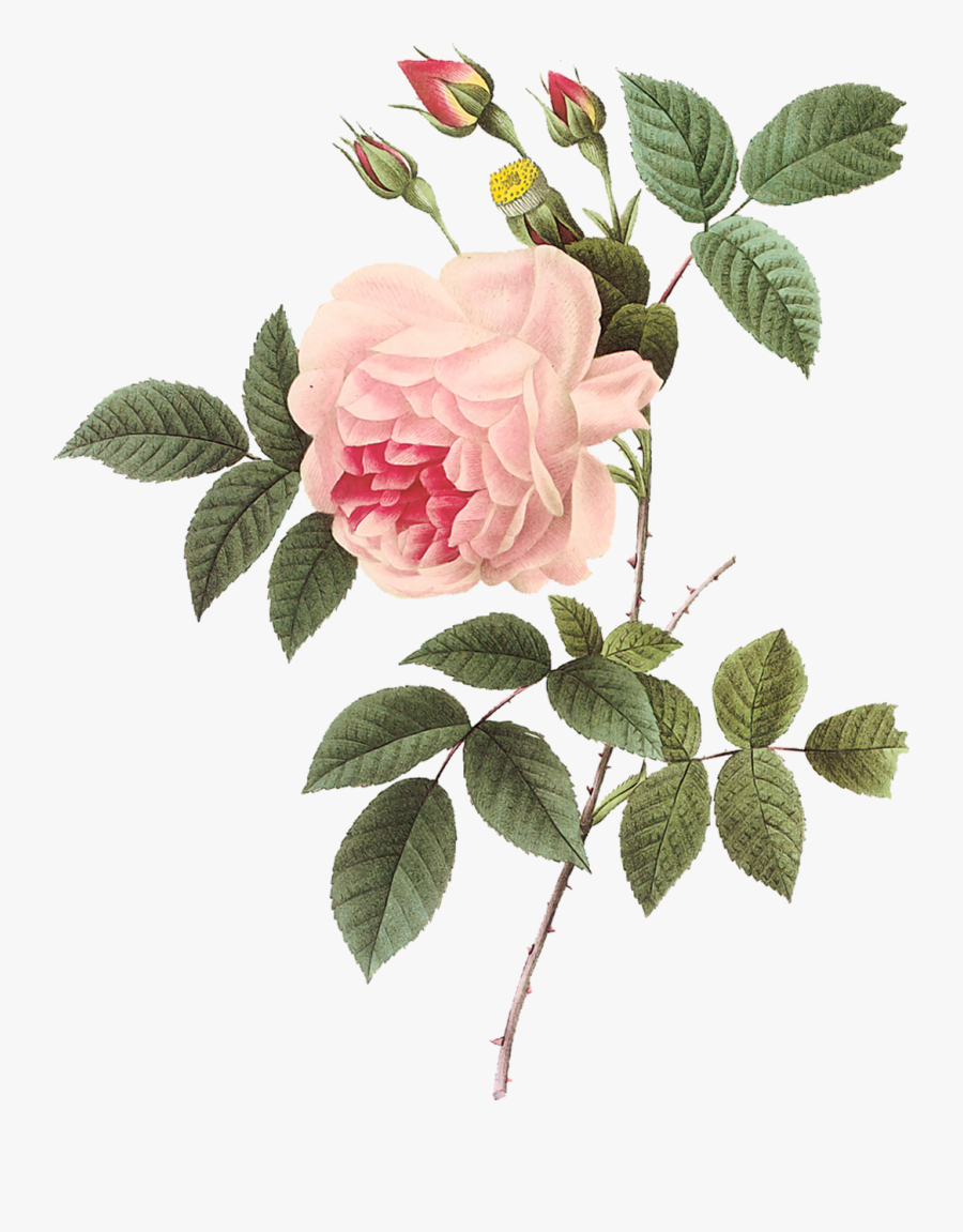 Vintage Rose Botanical Illustration - Pierre Joseph Redoute Roses Png, Transparent Clipart