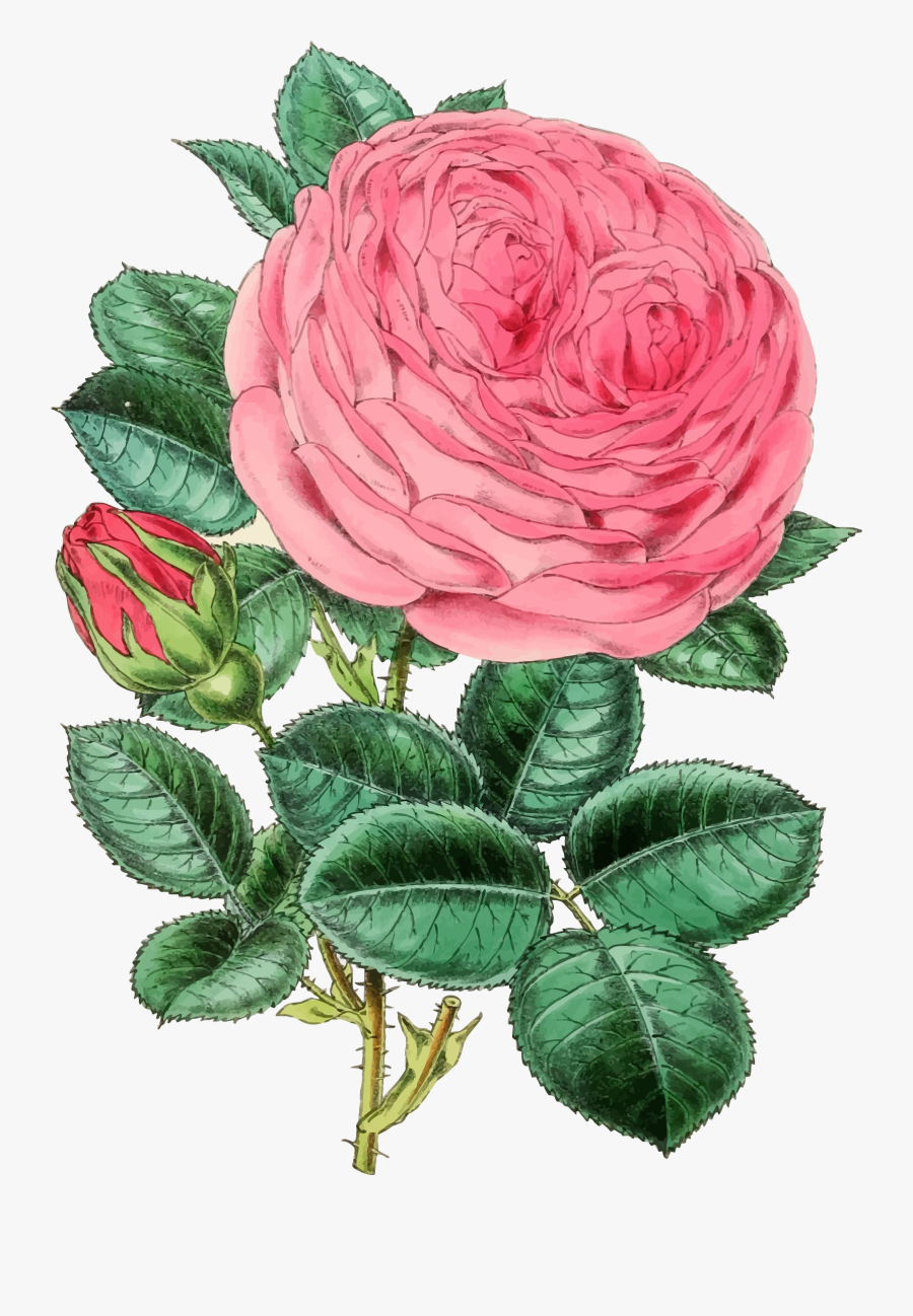 Pink,plant,flower - Rose Illustration Vintage Png, Transparent Clipart