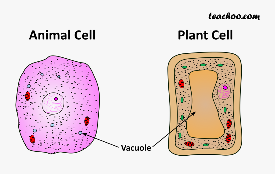 Both Plant And Animal Cell - Cell Wall Animal And Plant, Transparent Clipart