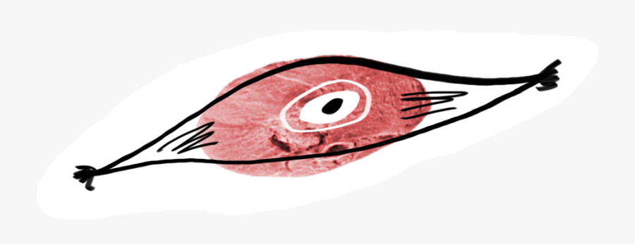 An Image Of Meat With An Illustrated Overlay Of A Muscle, Transparent Clipart