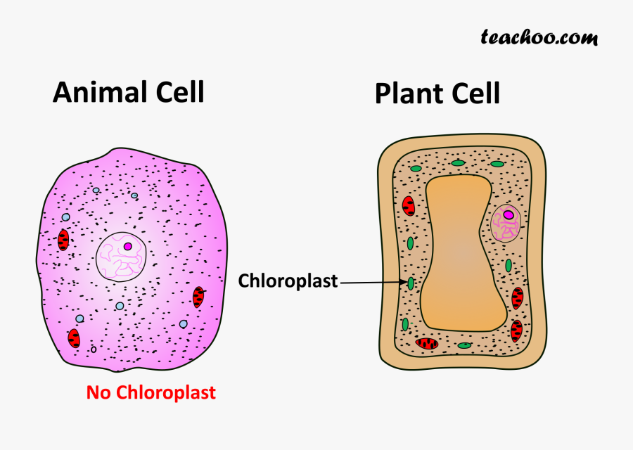 Both Plant And Animal Cell - Cell Wall Animal And Plant, Transparent Clipart