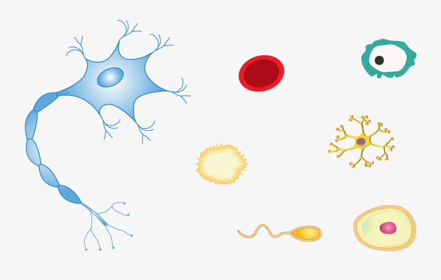 Circle, Transparent Clipart