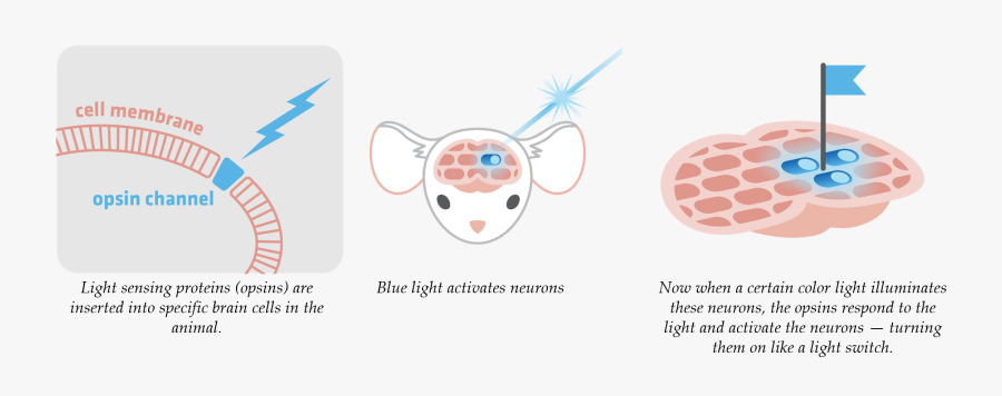Optogenetics Work, Transparent Clipart