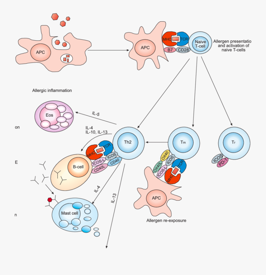 Cellular And Molecular Events In The Development Of - Apc T Cell Icos, Transparent Clipart