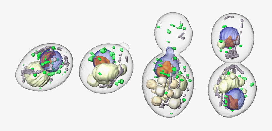 Clip Art, Transparent Clipart