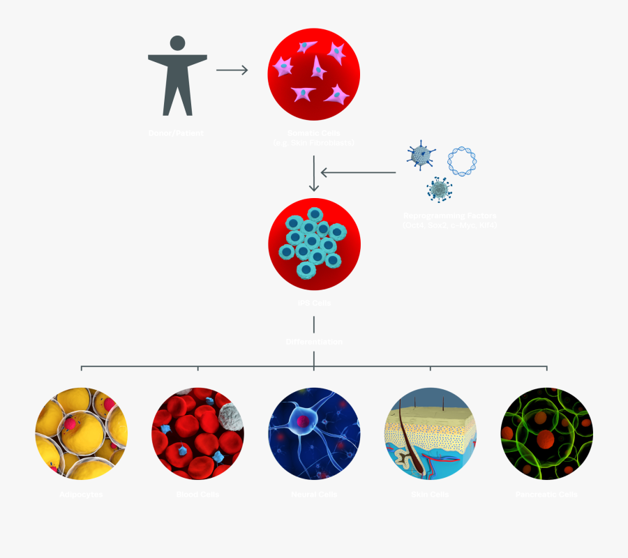 Circle, Transparent Clipart