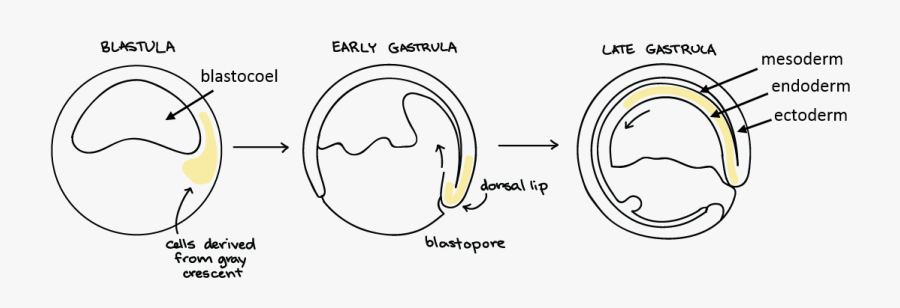 Gastrulation In Animal Development, Transparent Clipart