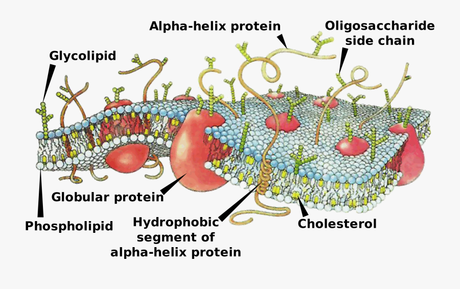Difference Between Cell Membrane And Plasma Membrane - Does The Cell Membrane Work, Transparent Clipart
