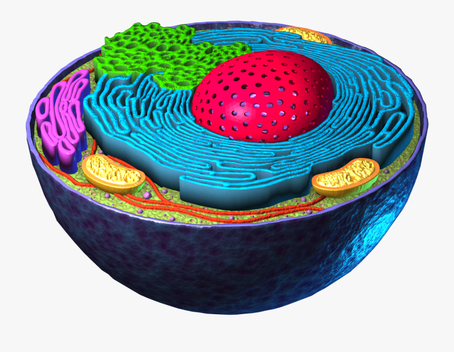 Circle, Transparent Clipart