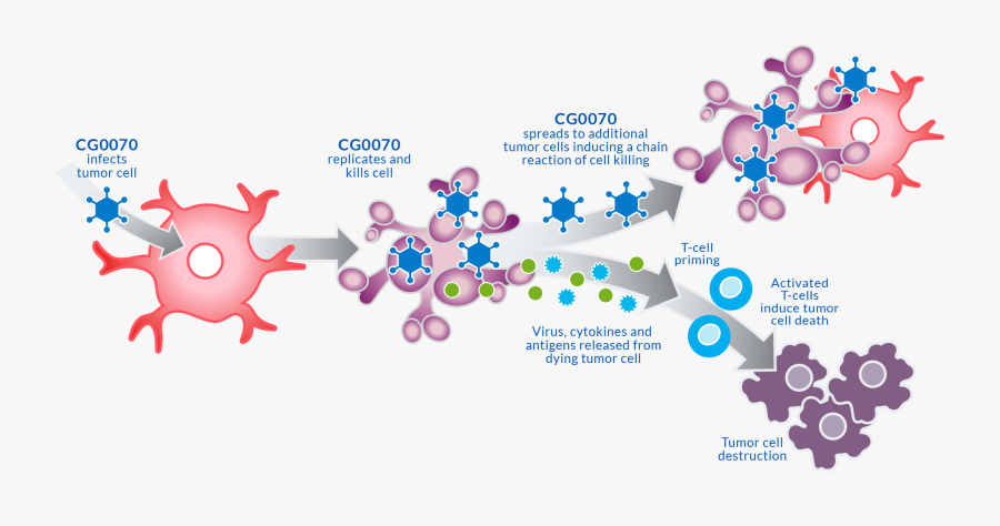 Oncolytic Virus Mechanism Of Action, Transparent Clipart