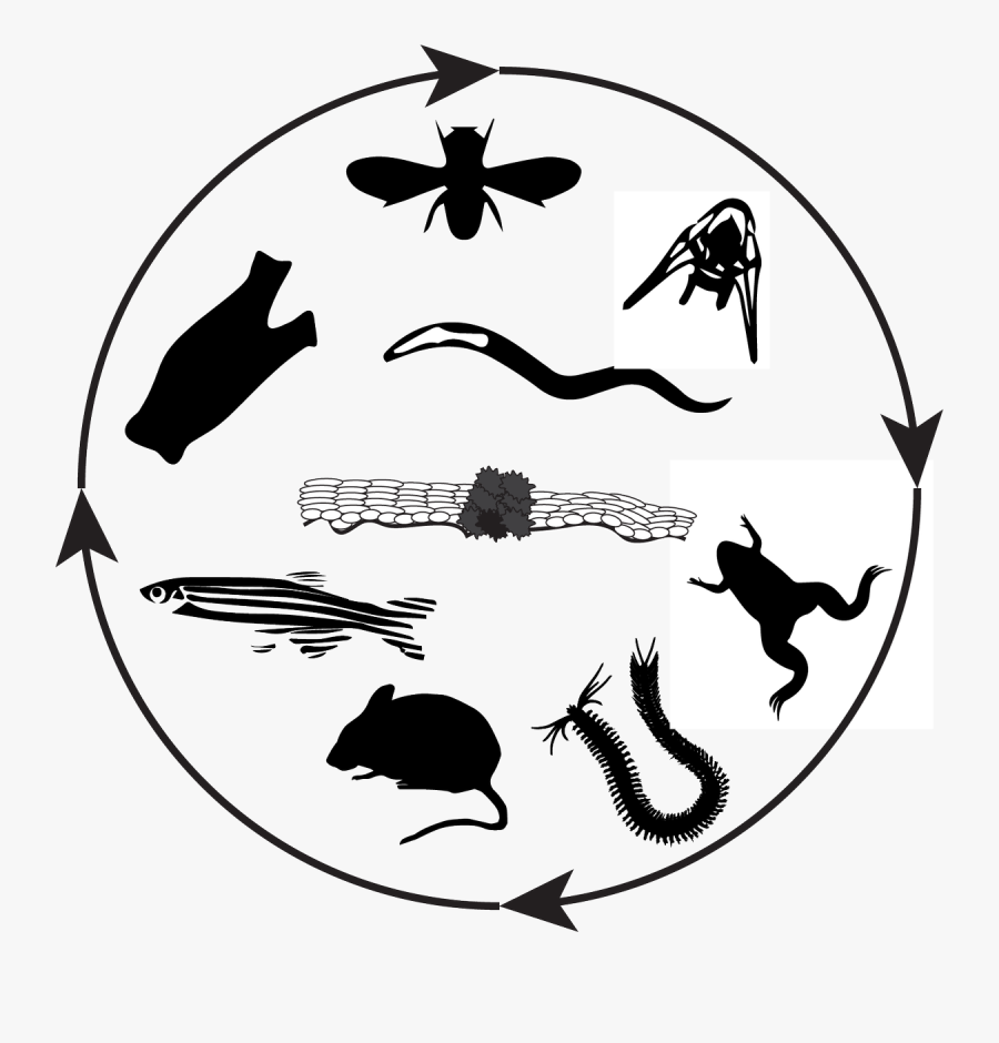 Clip Art, Transparent Clipart