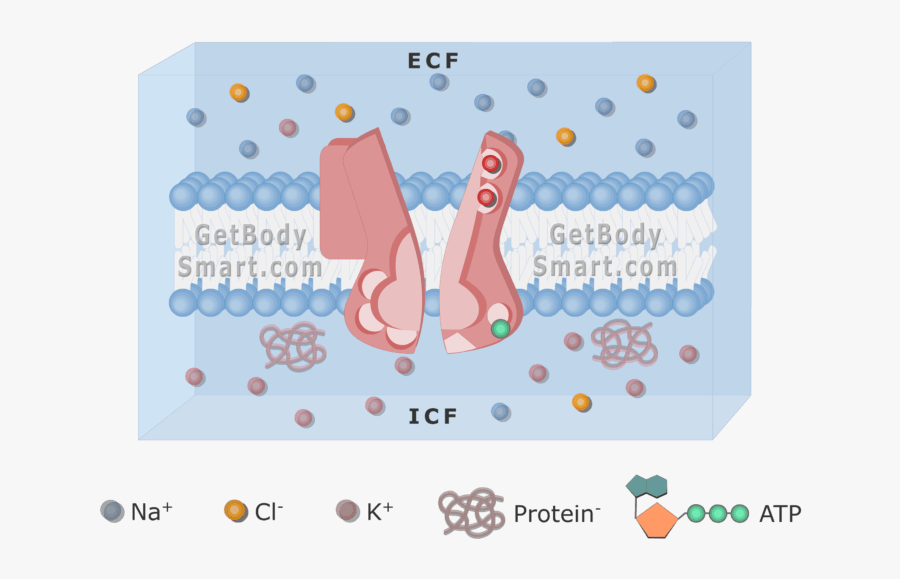 An Image Of Cell Membrane Showing Pump Dephosphorylation - Cell Membrane, Transparent Clipart