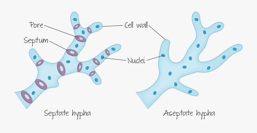 Septate And Aseptate fungal Cells - Aseptate Fungal Hyphae, Transparent Clipart