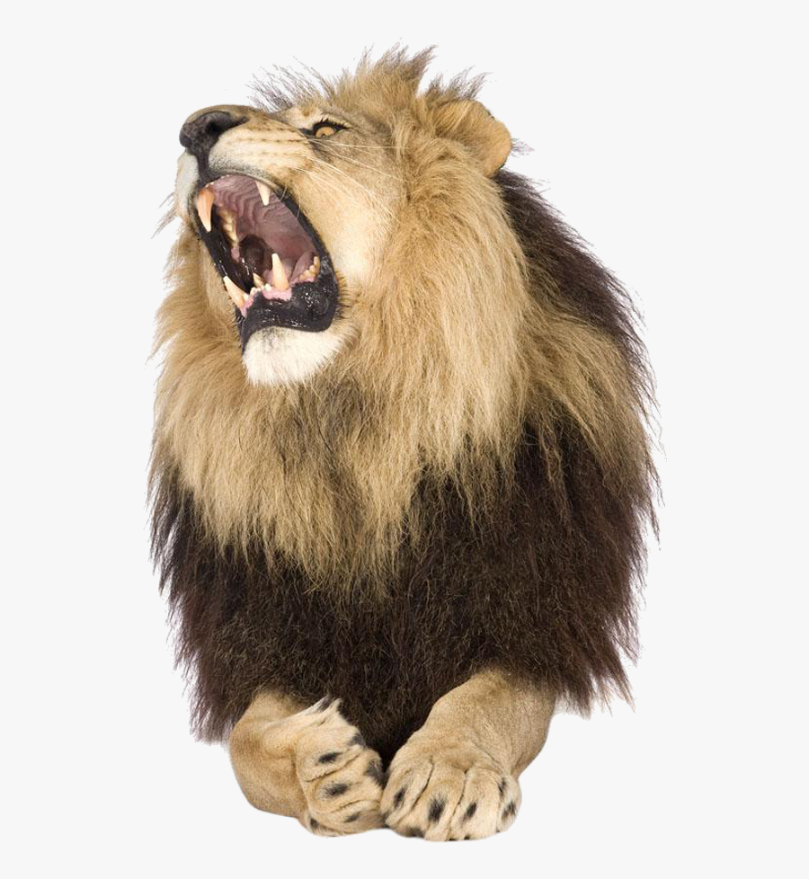 Sư Tử Gầm Png, Transparent Clipart