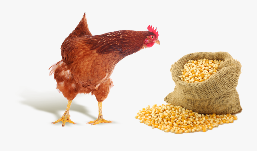 Porumb Gaini, Transparent Clipart