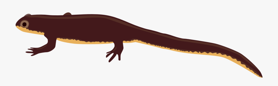 Newt Clip Art Transprent - Clipart Newt, Transparent Clipart