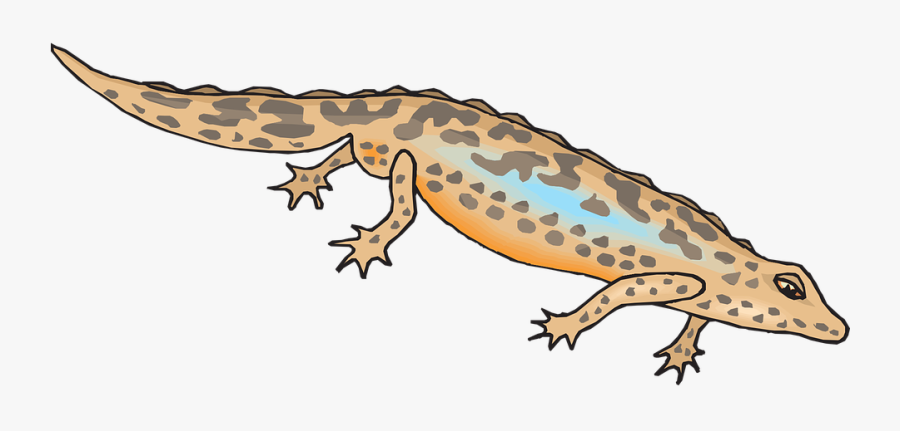Brown, Blue, Salamander, Leaning, Reptile, Tilted - Animasi Salamander, Transparent Clipart