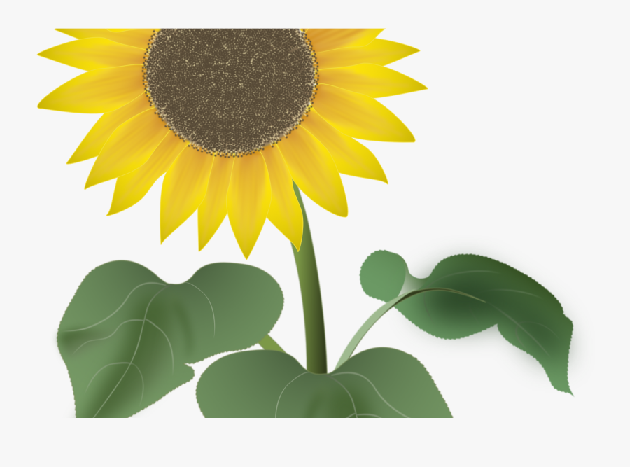 Sunflower For The Summer Vector Art By Noor - Last Few Days To Enter, Transparent Clipart