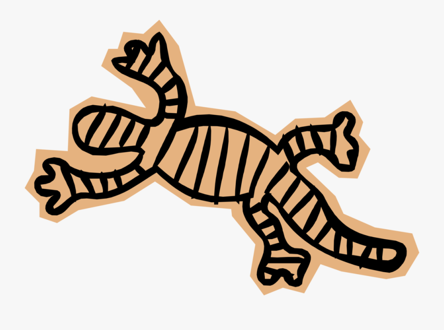 Vector Illustration Of Salamander Lizard-like Amphibian - Illustration, Transparent Clipart